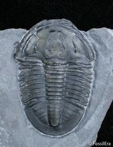 Gem Of A Little Asaphiscus Trilobite #2767