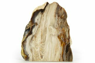 Polished Petrified Wood Stand-Up - Washington #308278