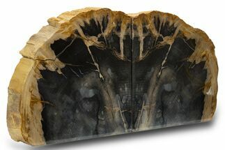 Petrified Wood (Sycamore) Bookends - Sweet Home, Oregon #308284