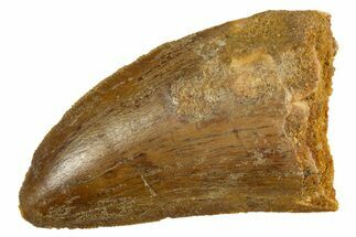 Serrated, Carcharodontosaurus Tooth - Real Dinosaur Tooth #308352