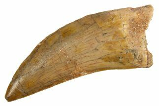 Serrated, Carcharodontosaurus Tooth - Real Dinosaur Tooth #308368