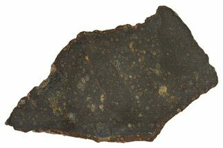Carbonaceous Chondrite Meteorite ( g) Slice - NWA #308381