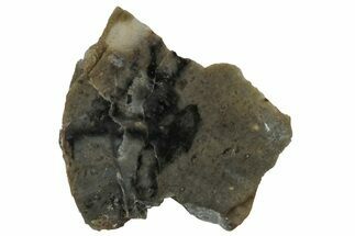 NWA Lunar Meteorite ( g) Slice #307592