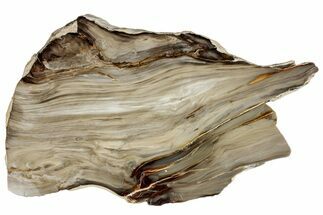 Polished Petrified Wood (Bald Cypress?) Slab - Washington #308395