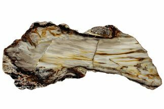 Polished Petrified Wood (Bald Cypress?) Slab - Washington #308402