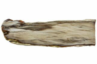 Polished Petrified Wood (Bald Cypress?) Slab - Washington #308403
