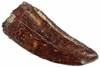 Serrated, Carcharodontosaurus Tooth - Real Dinosaur Tooth #308464