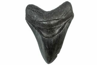 Fossil Megalodon Tooth - South Carolina #307533