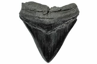 Serrated, Fossil Megalodon Tooth - South Carolina #307553