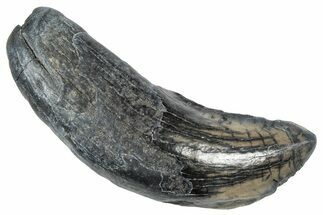 Fossil Llama Canine Tooth - Florida #308250