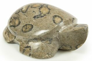 Coral Fossils For Sale