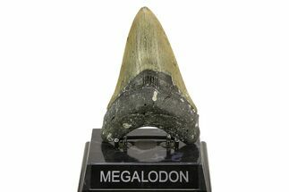 Serrated, Fossil Megalodon Tooth - North Carolina #308479