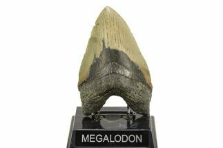 Serrated, Fossil Megalodon Tooth - Huge NC Meg #308481