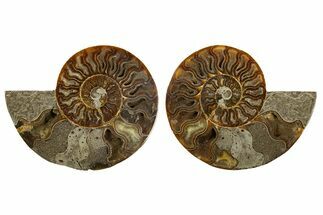 Cut & Polished, Agatized Ammonite Fossil - Madagascar #308730