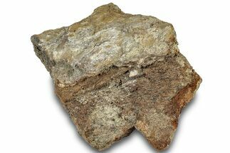 Dinosaur (Triceratops) Bone Section - Montana #307082