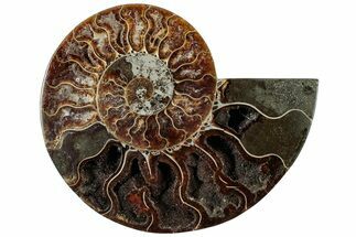 Cut & Polished Ammonite Fossil (Half) - Madagascar #308624