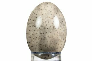 Polished Petrified Palmwood (Palmoxylon) Egg - Texas #308779