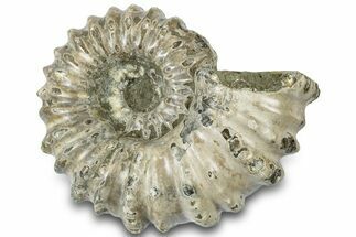 Bumpy Ammonite (Douvilleiceras) Fossil - Madagascar #308891