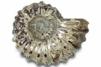 Bumpy Ammonite (Douvilleiceras) Fossil - Madagascar #308910