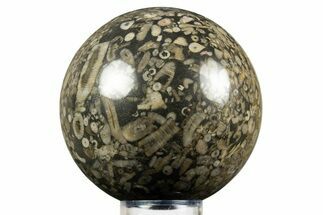 Fossil Crinoid Stems In Marble Sphere #308990