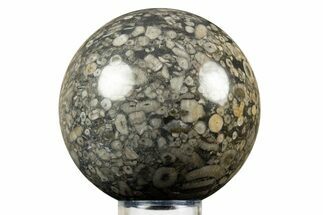 Fossil Crinoid Stems In Marble Sphere #308995