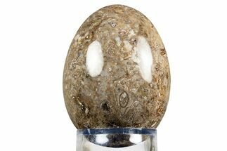 Polished Petrified Palm Root Egg - California #309018