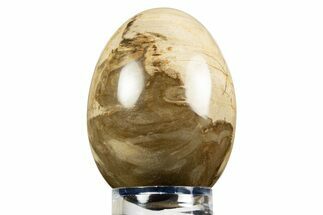 Colorful Polished Petrified Wood Egg - Philippines #309035