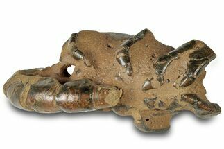 Fossil Mud Lobster (Thalassina) - Gunn Poin, Australia #307769