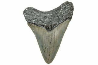 Juvenile Megalodon Tooth - North Carolina #308595