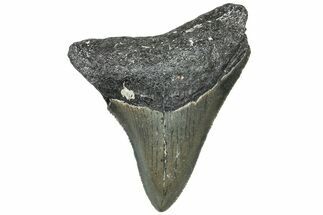 Juvenile Megalodon Tooth - North Carolina #308597