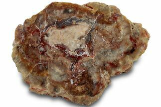 Polished Dinosaur Coprolite Nodule Half - Utah #307955