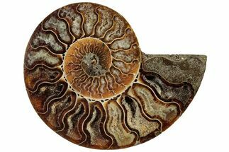 Cut & Polished Ammonite Fossil (Half) - Crystal Pockets #308194