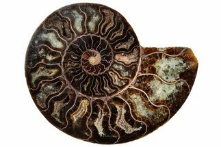 Cut & Polished Ammonite Fossil (Half) - Crystal Pockets #308198