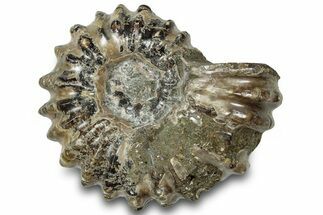 Bumpy Ammonite (Douvilleiceras) Fossil - Madagascar #308929