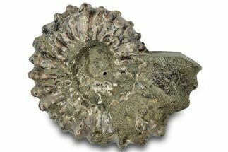 Bumpy Ammonite (Douvilleiceras) Fossil - Madagascar #308930