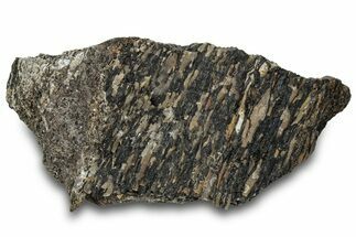 Fossil Dinosaur Bone Section - Bone Cabin Quarry, Wyoming #309248