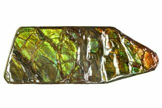 Iridescent Ammolite (Fossil Ammonite Shell) - Rainbow Colors #293305