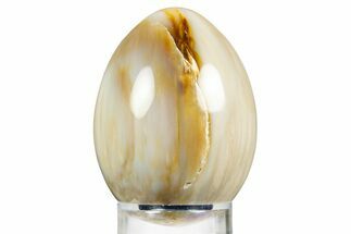 Polished Petrified Wood Egg - Washington #309037