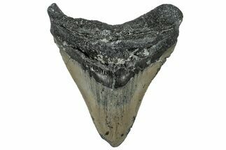 Serrated, Fossil Megalodon Tooth - North Carolina #309518