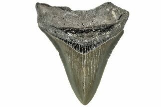 Serrated, Fossil Megalodon Tooth - North Carolina #309520