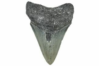 Serrated, Juvenile Megalodon Tooth - North Carolina #309527