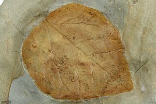 Fossil Leaf - Montana #305901