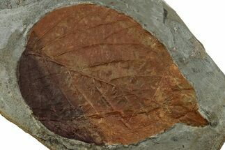 Fossil Leaf (Beringiaphyllum) - Montana #305931