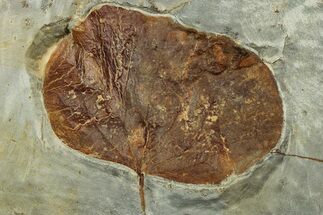 Fossil Leaf (Zizyphoides) - Montana #305937