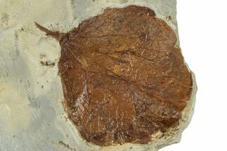 Fossil Leaf (Zizyphoides) - Montana #305970