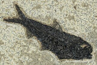 Detailed Fossil Fish (Knightia) - Wyoming #309848