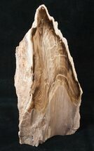 Free-Standing Petrified Wood (Conifer) - McDermitt, OR #16897