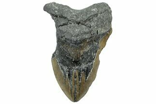 Bargain, Fossil Megalodon Tooth - Huge, NC Meg #309513