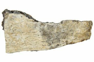 Fossil Tyrannosaur (T rex) Bone Section - Wyoming #309958