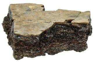 Fossil Tyrannosaur (T rex) Bone Section - Wyoming #309972